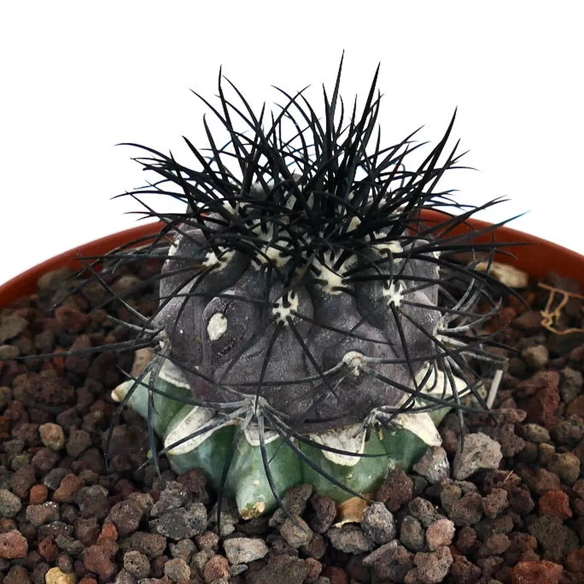 Copiapoa griseoviolacea SELECTED GRAFTED