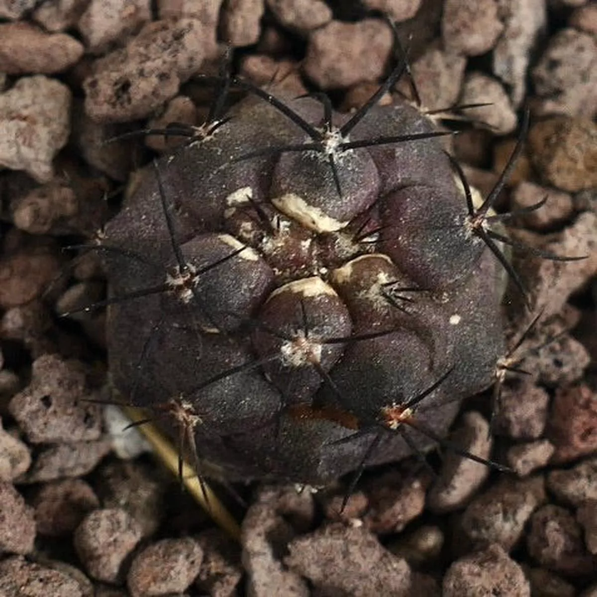 Copiapoa griseoviolacea (small seedling)