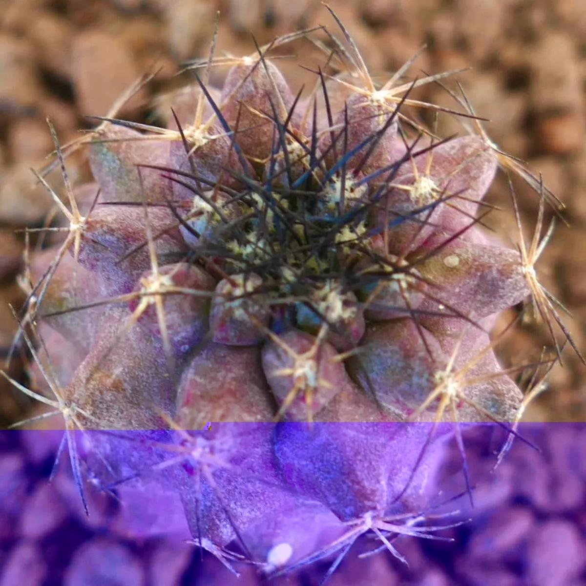Copiapoa griseoviolacea X humilis