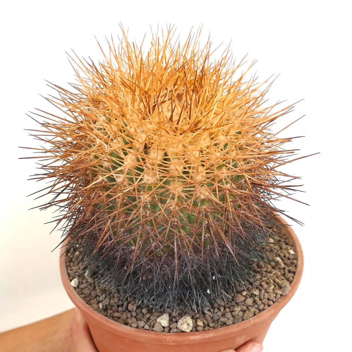 Copiapoa hornilloensis FR1149 SEEDS