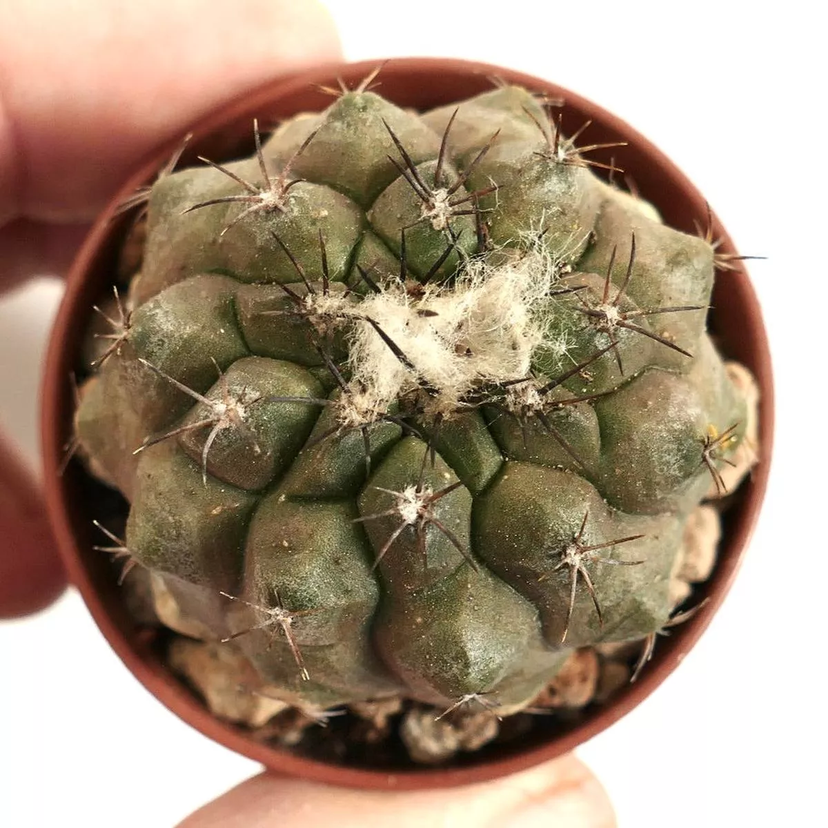 Copiapoa humilis 12BZ