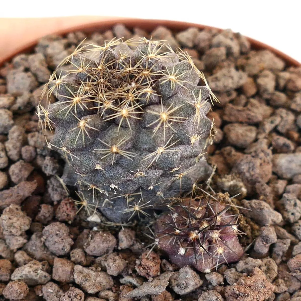Copiapoa humilis 2 seedlings