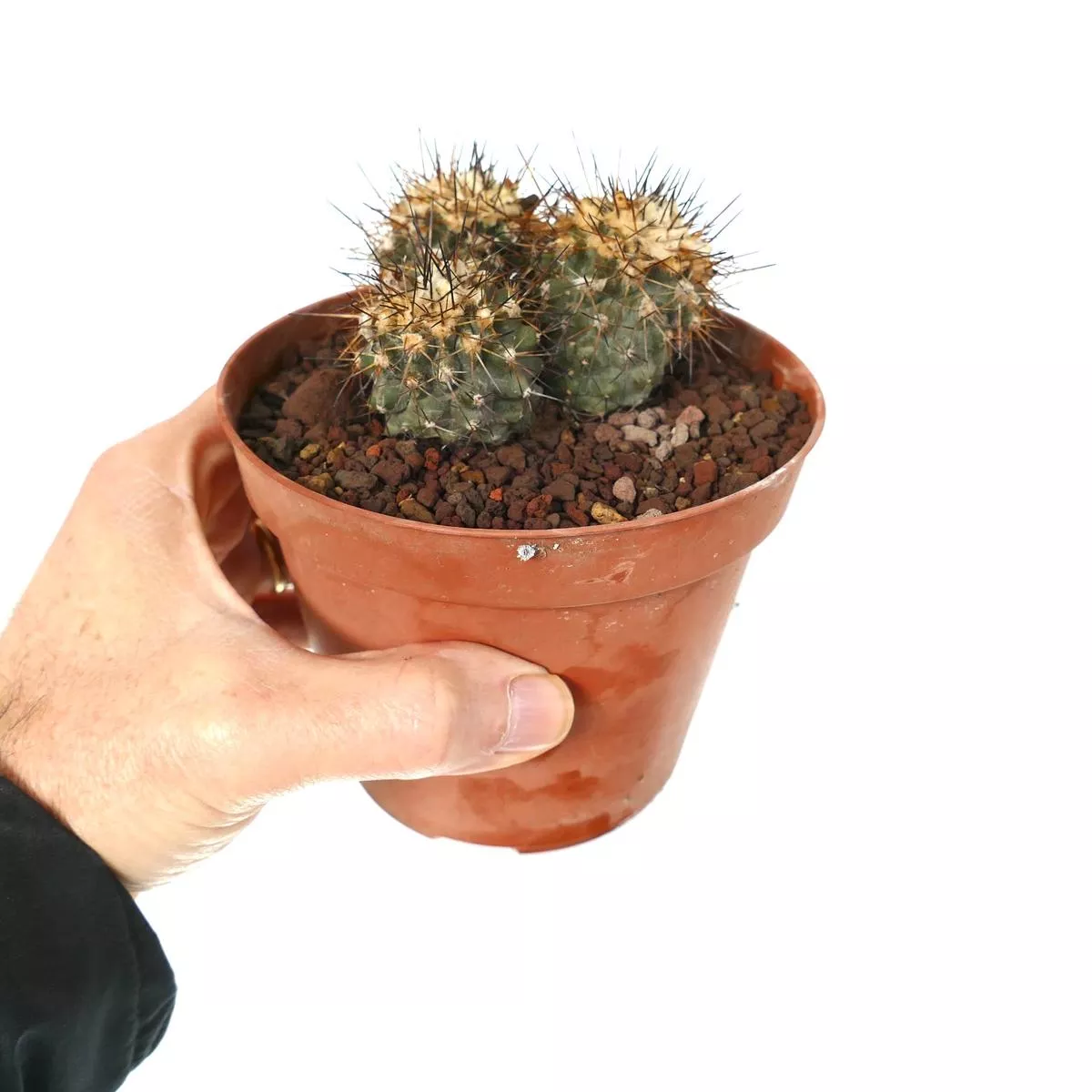 Copiapoa humilis 3 HEADS