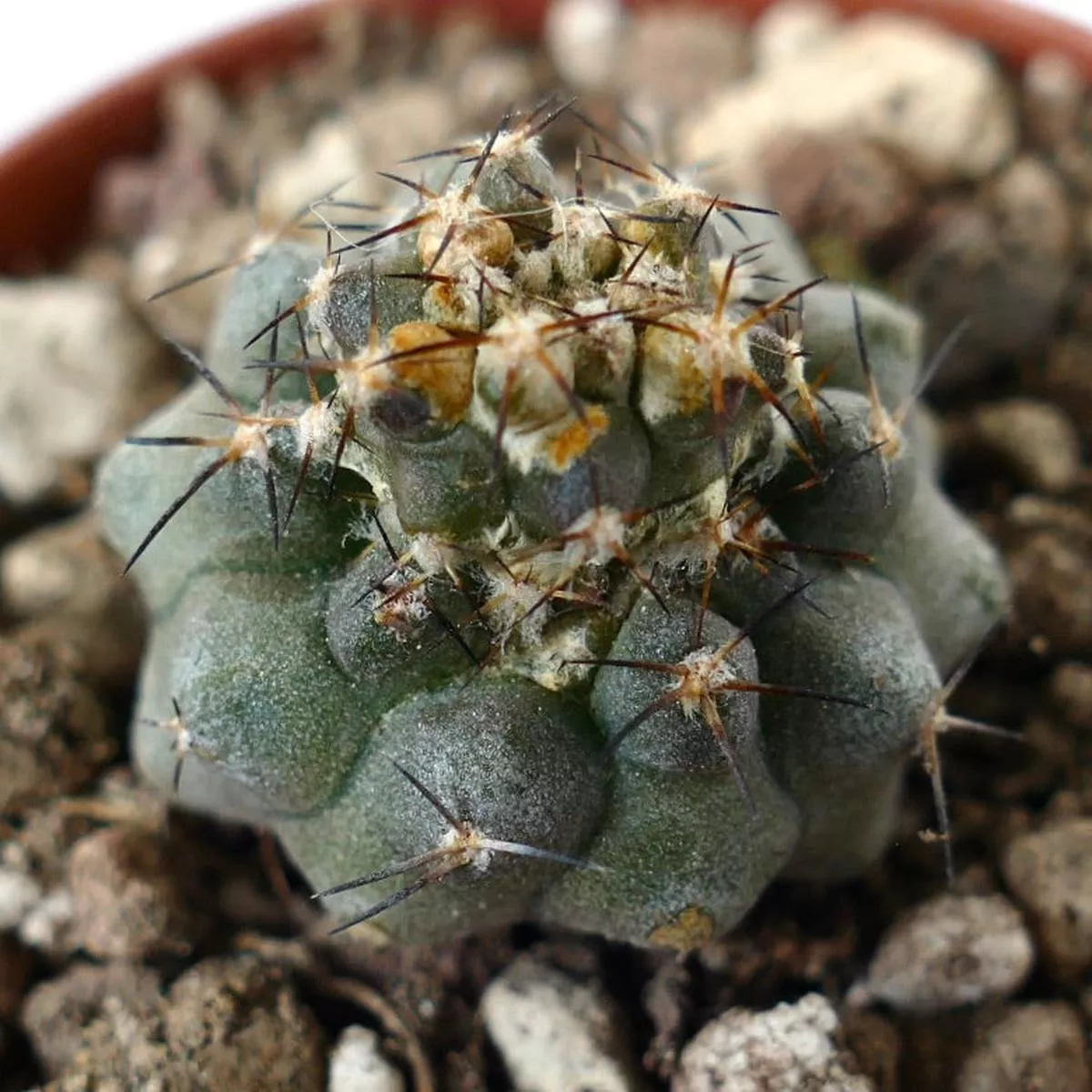 Copiapoa humilis CRAZY APEX