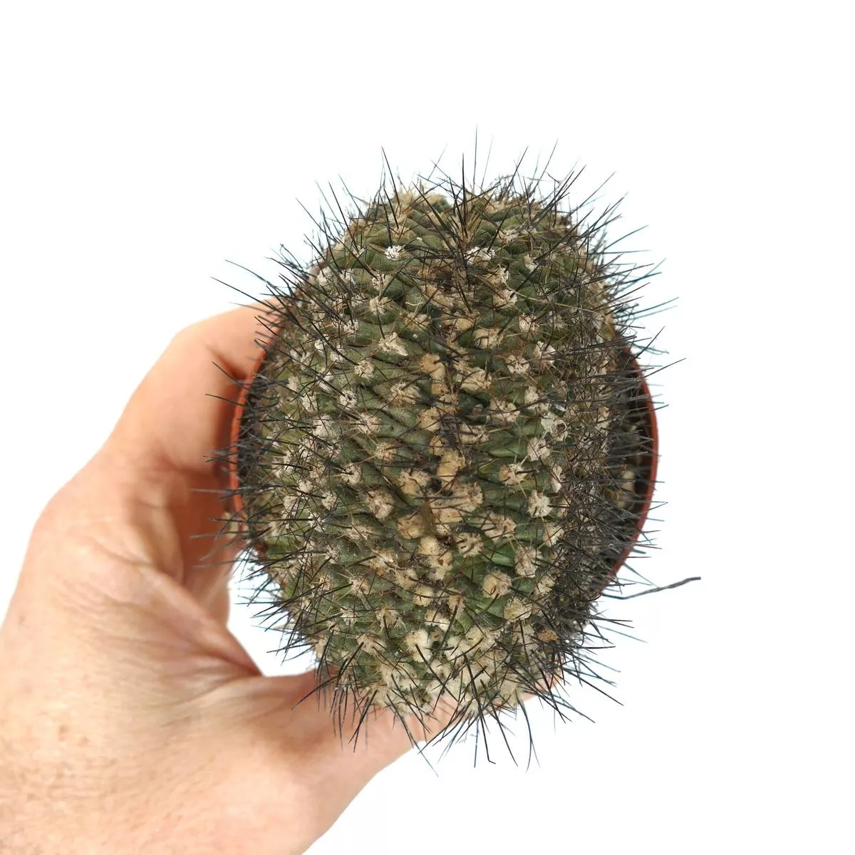 Copiapoa humilis CRESTED