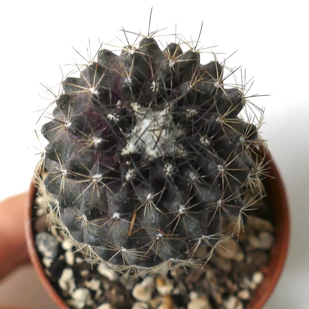 Copiapoa humilis (DARK BODY) BD6