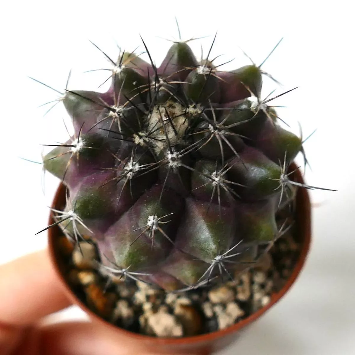 Copiapoa humilis (DARK SELECTED)