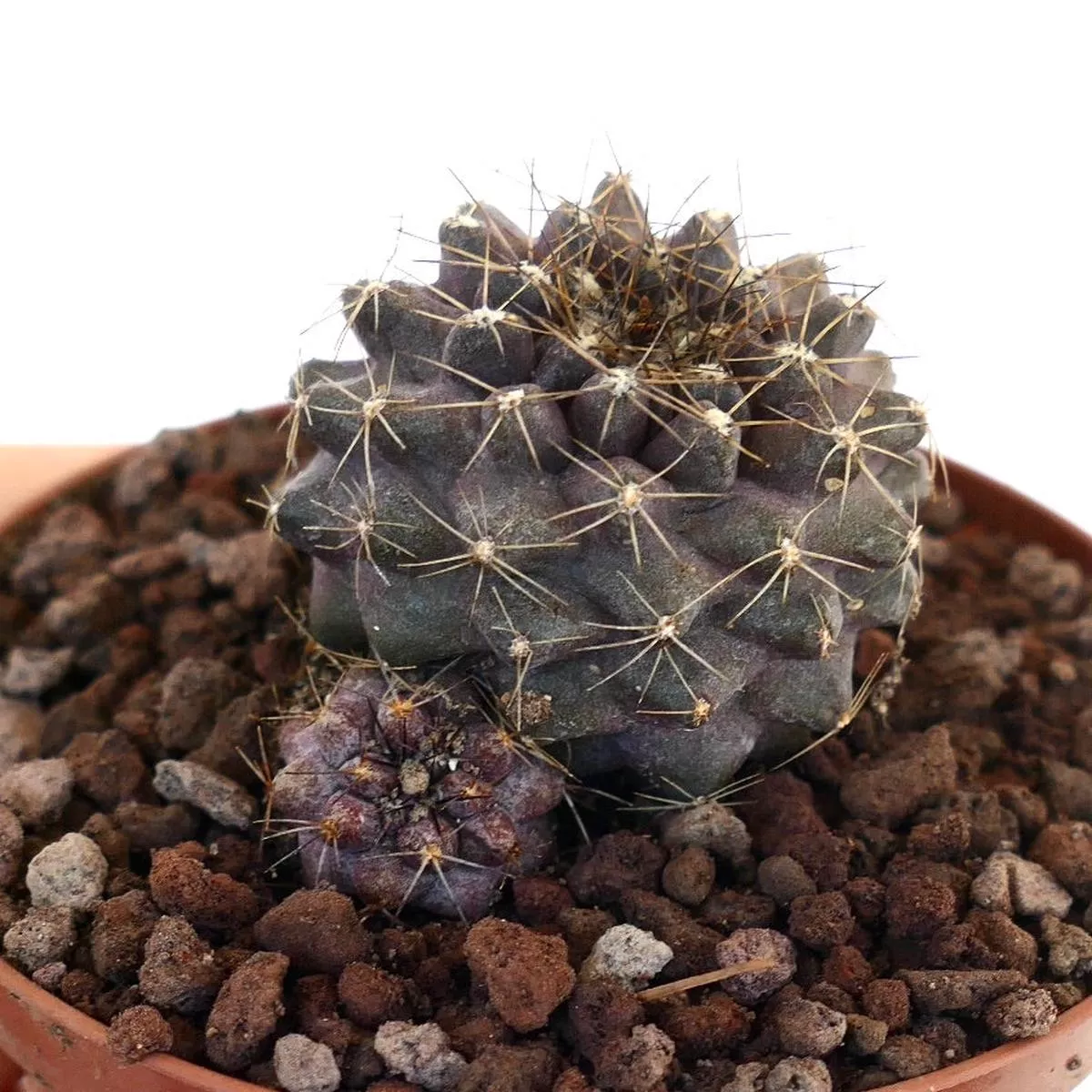 Copiapoa humilis DARK with small branch