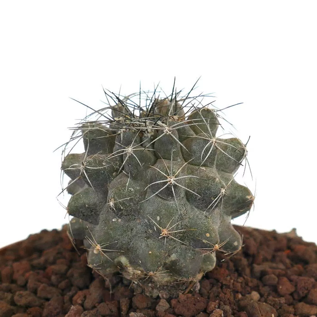 Copiapoa humilis GRAY B7B