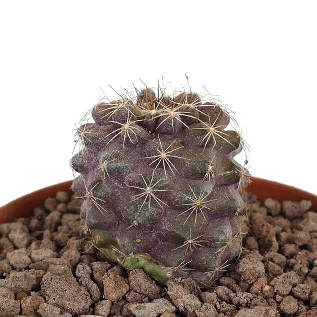 Copiapoa humilis (GRAY PINKISH)
