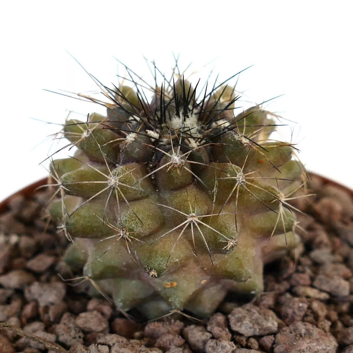 Copiapoa humilis HYBRID