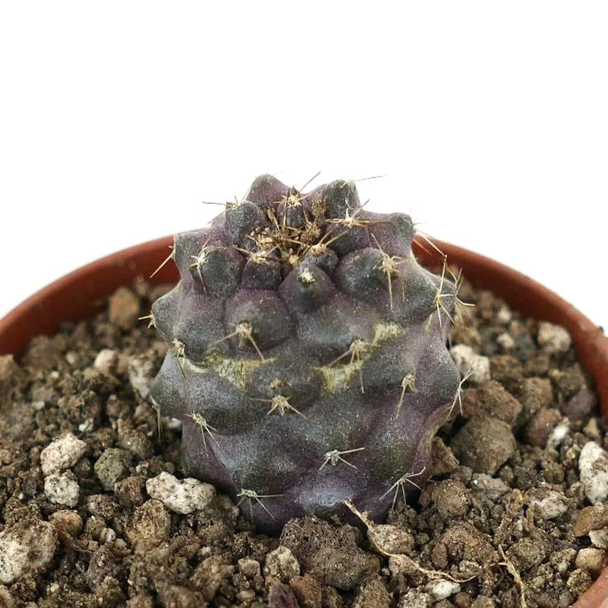 Copiapoa humilis SEEDLING