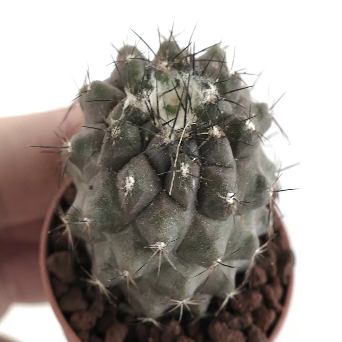 Copiapoa humilis SELECTED 7012