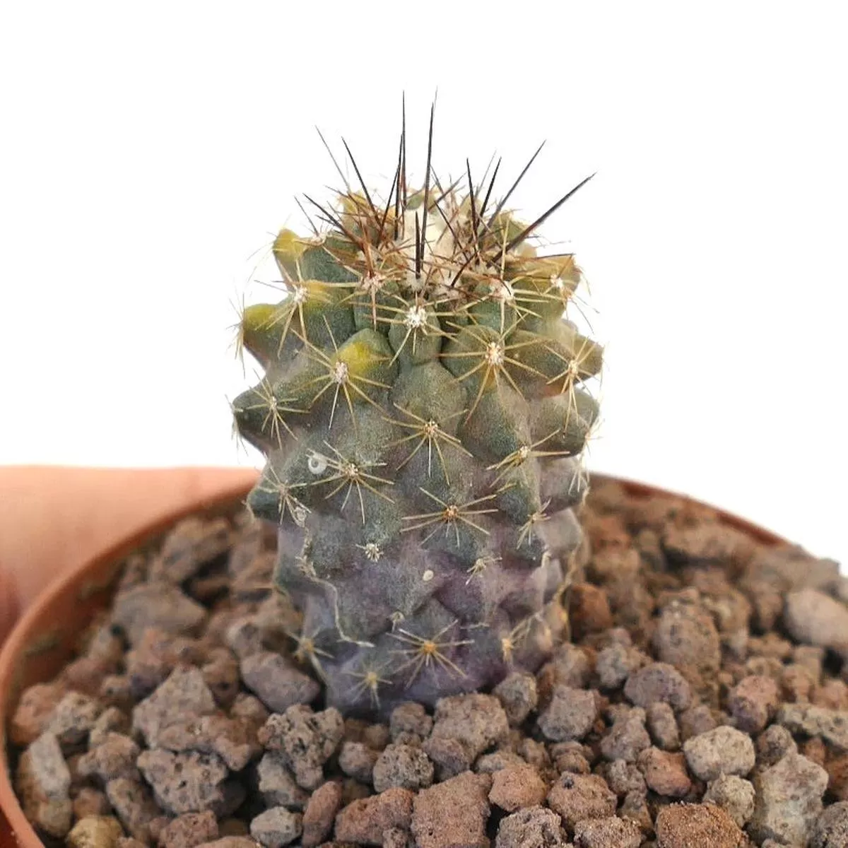Copiapoa humilis SLIGHTLY VARIEGATED