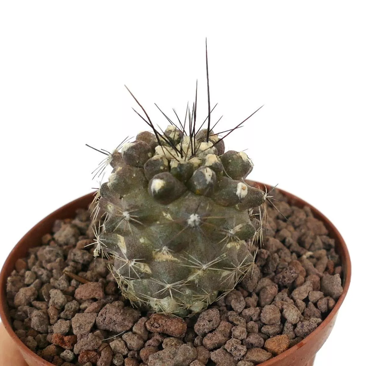Copiapoa humilis THIN SPINES