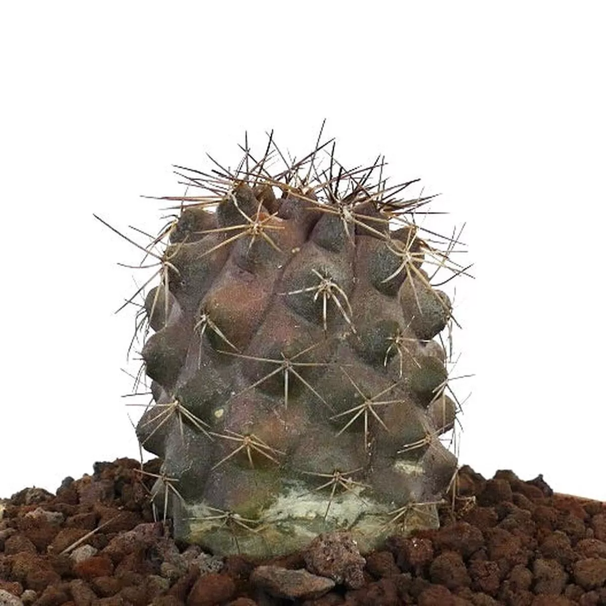 Copiapoa humilis x atacamensis (SHORT SPINES)