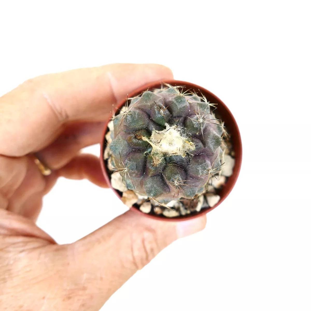 Copiapoa humilis x hypogaea 66183