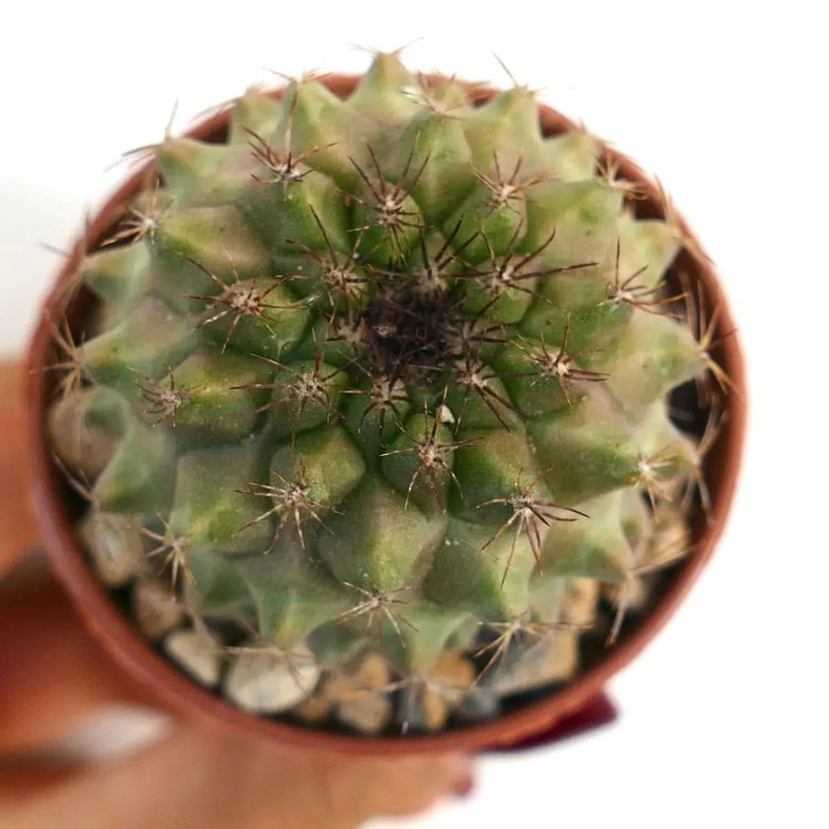 Copiapoa humilis x serpentisulcata 1130