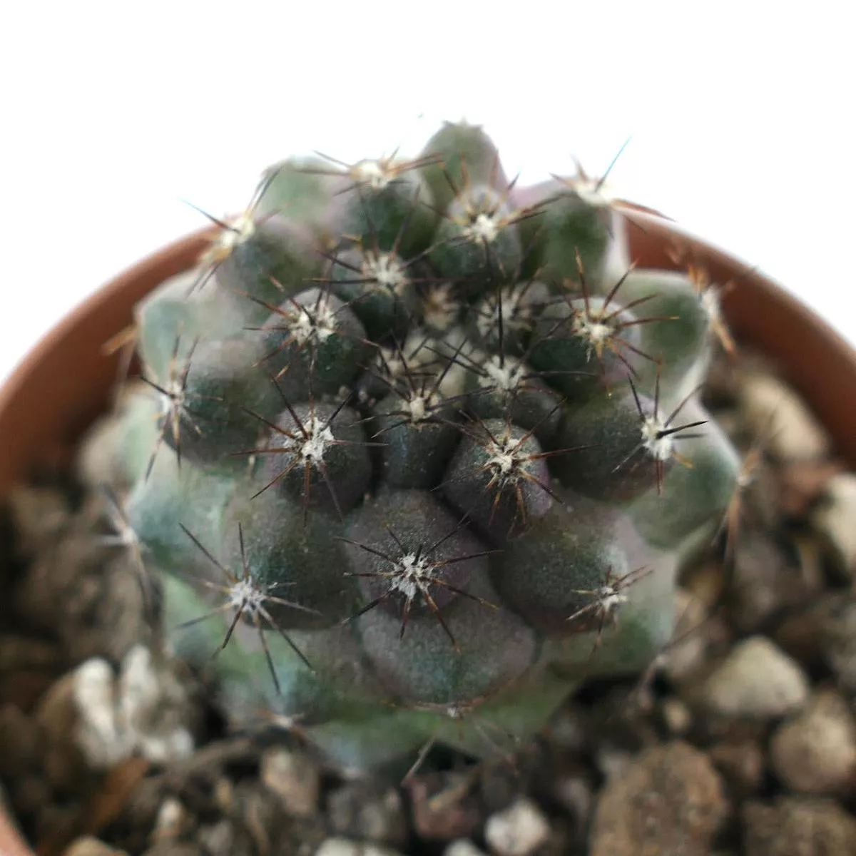 Copiapoa humilis x serpentisulcata SAB1