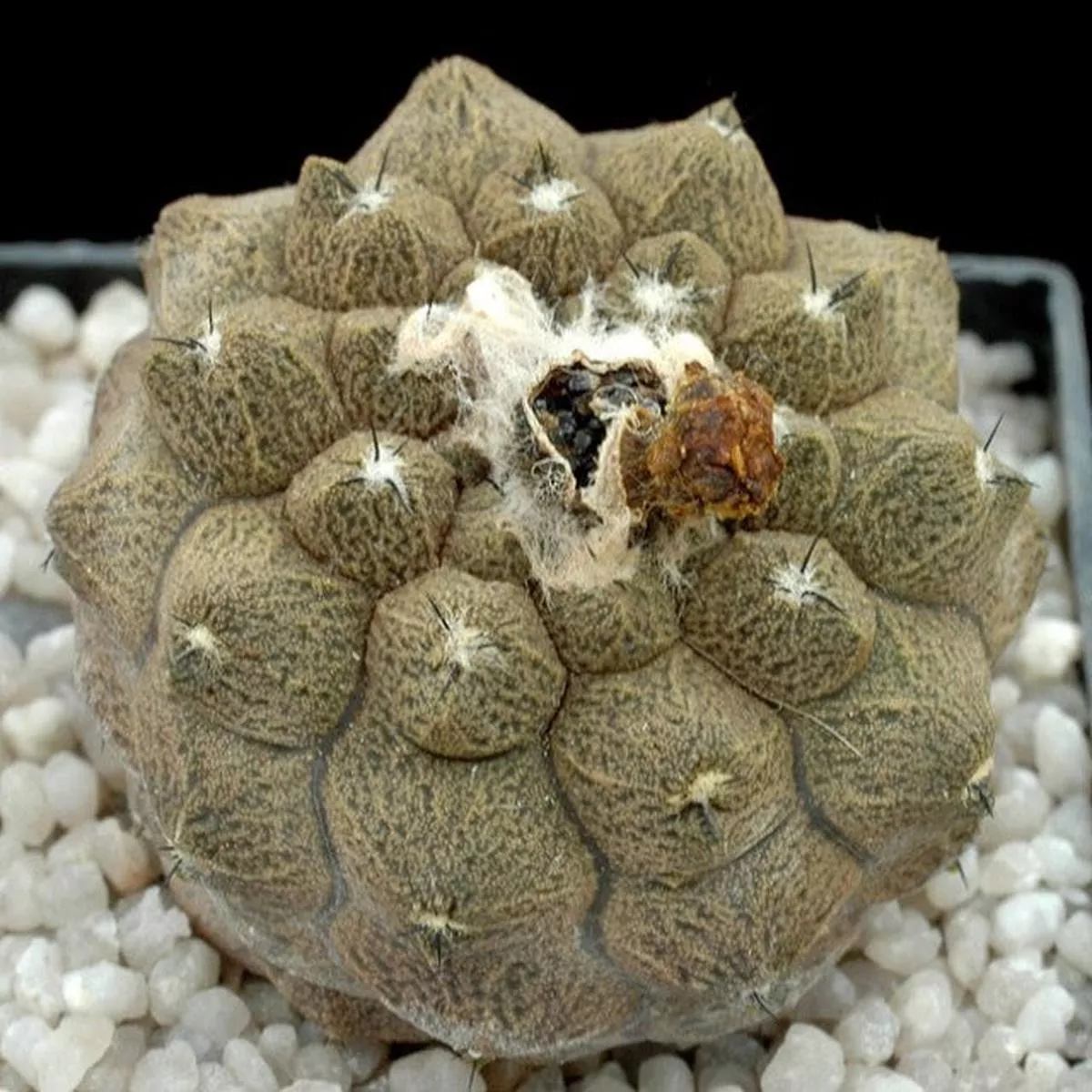 Copiapoa hypogaea cv LIZARD SKIN SEEDS