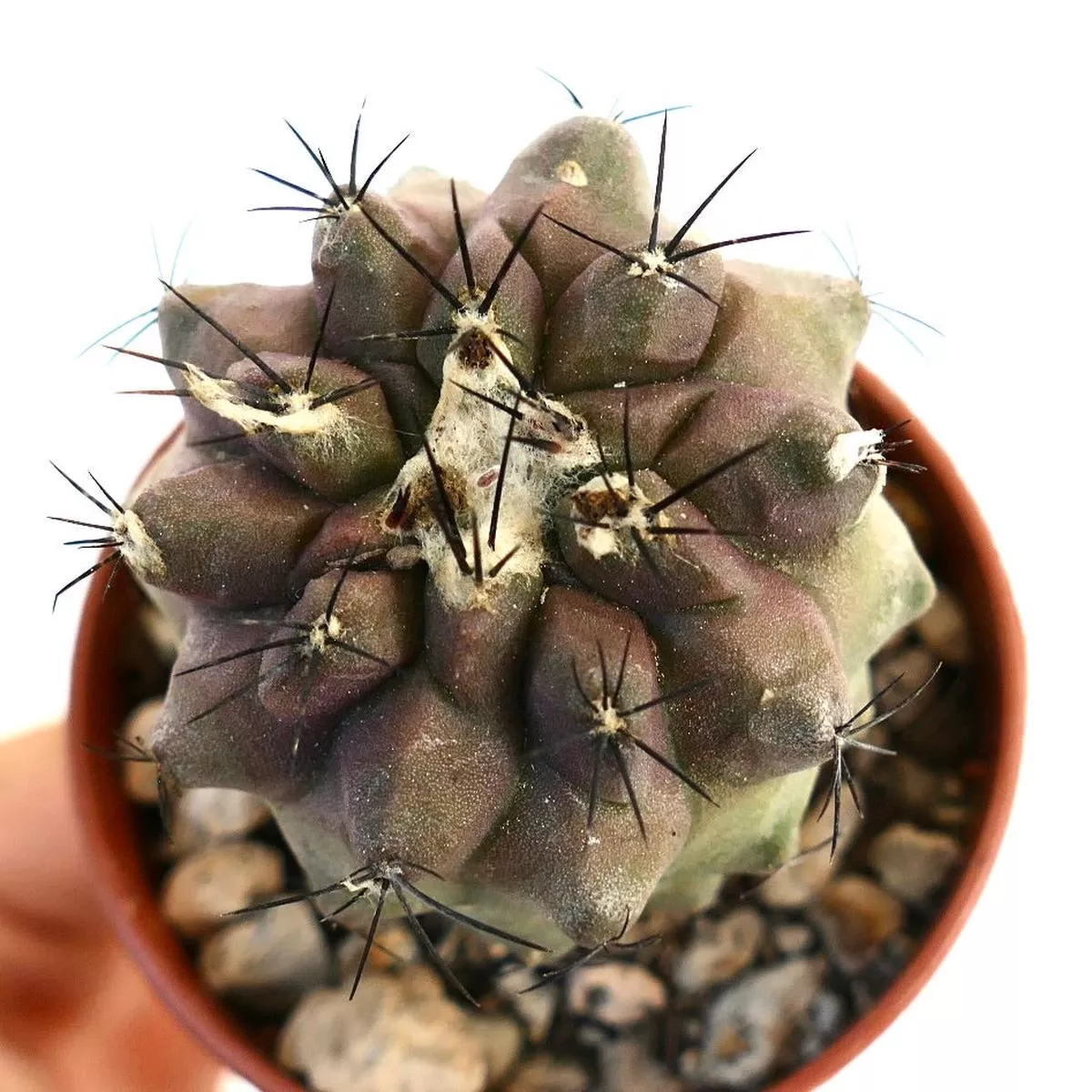 Copiapoa hypogaea hybrid 5086
