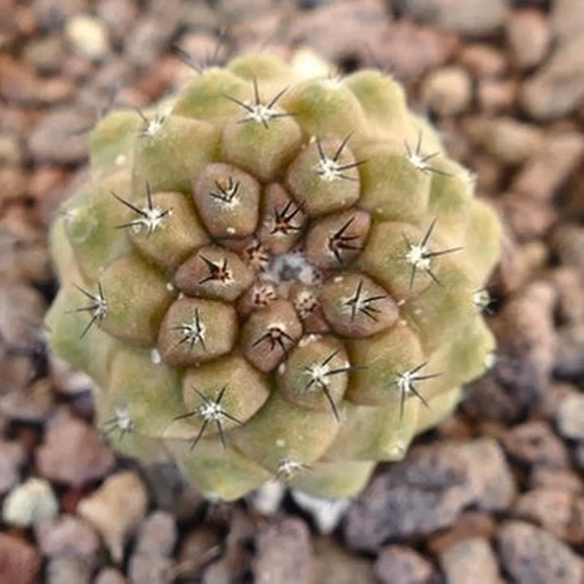 Copiapoa hypogaea HYBRID