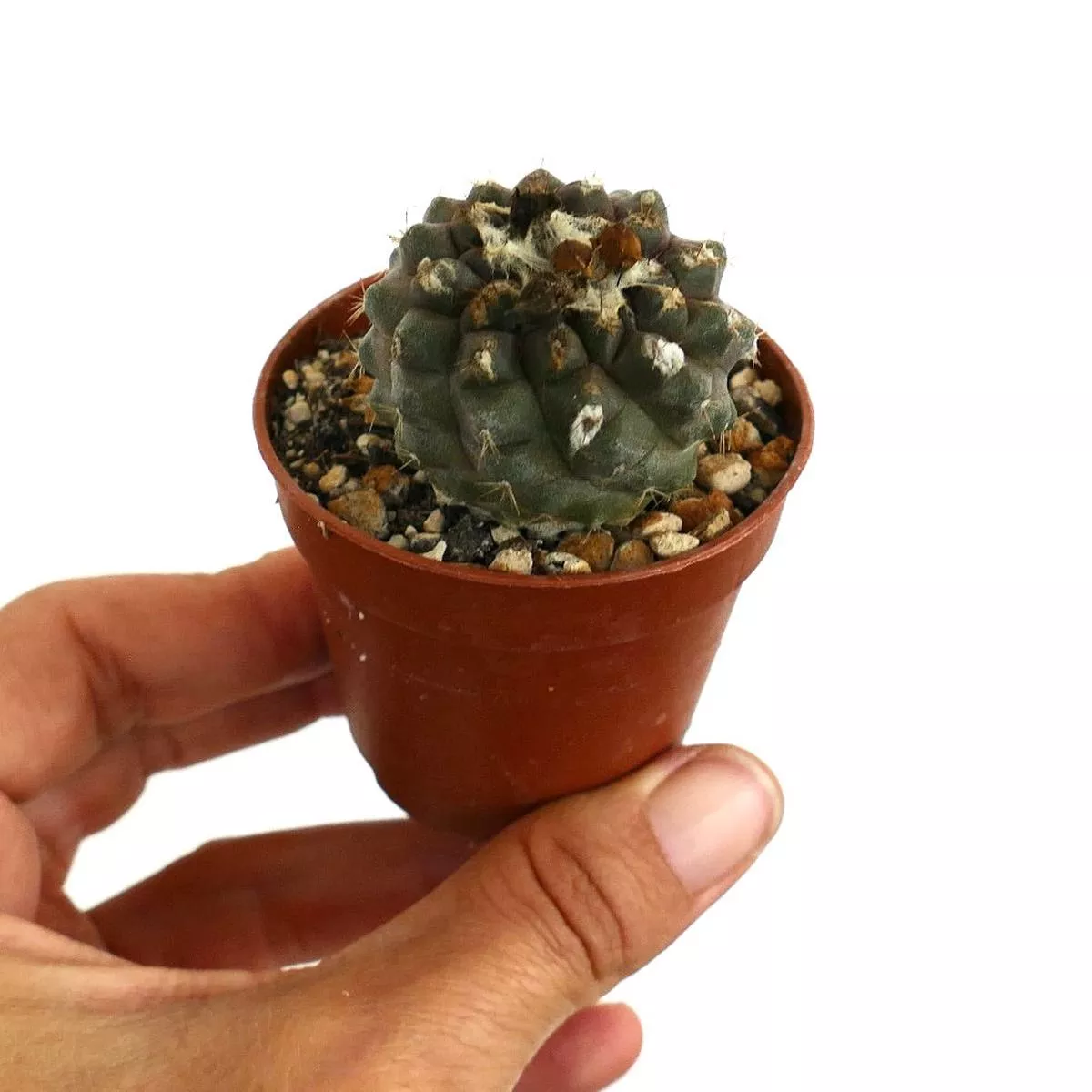 Copiapoa hypogaea M9