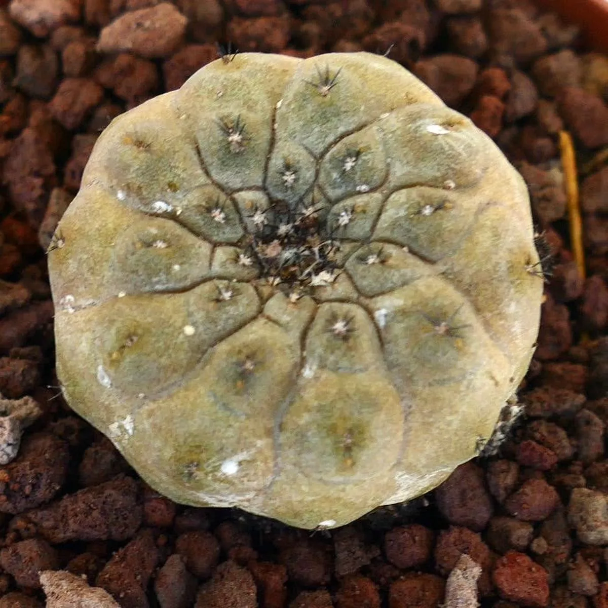 Copiapoa hypogaea NUDA selected