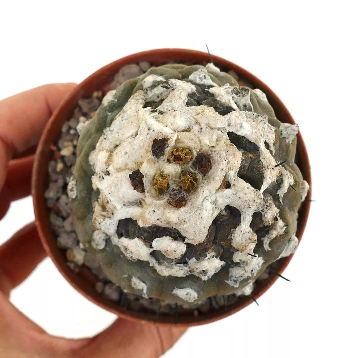 Copiapoa hypogaea R19