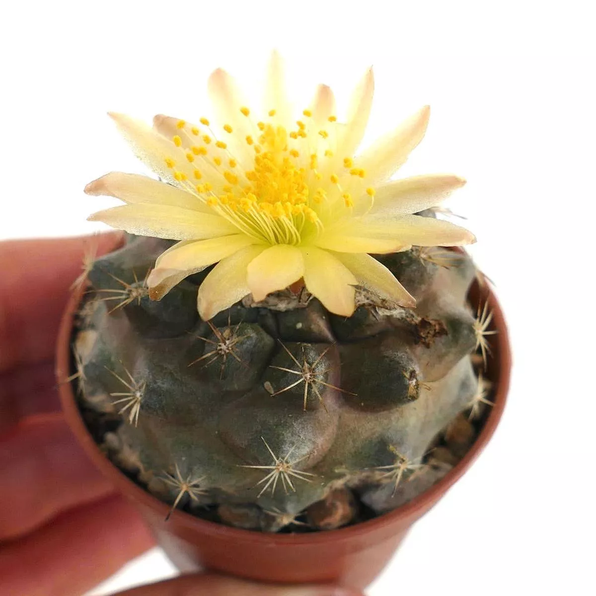 Copiapoa hypogaea SB2