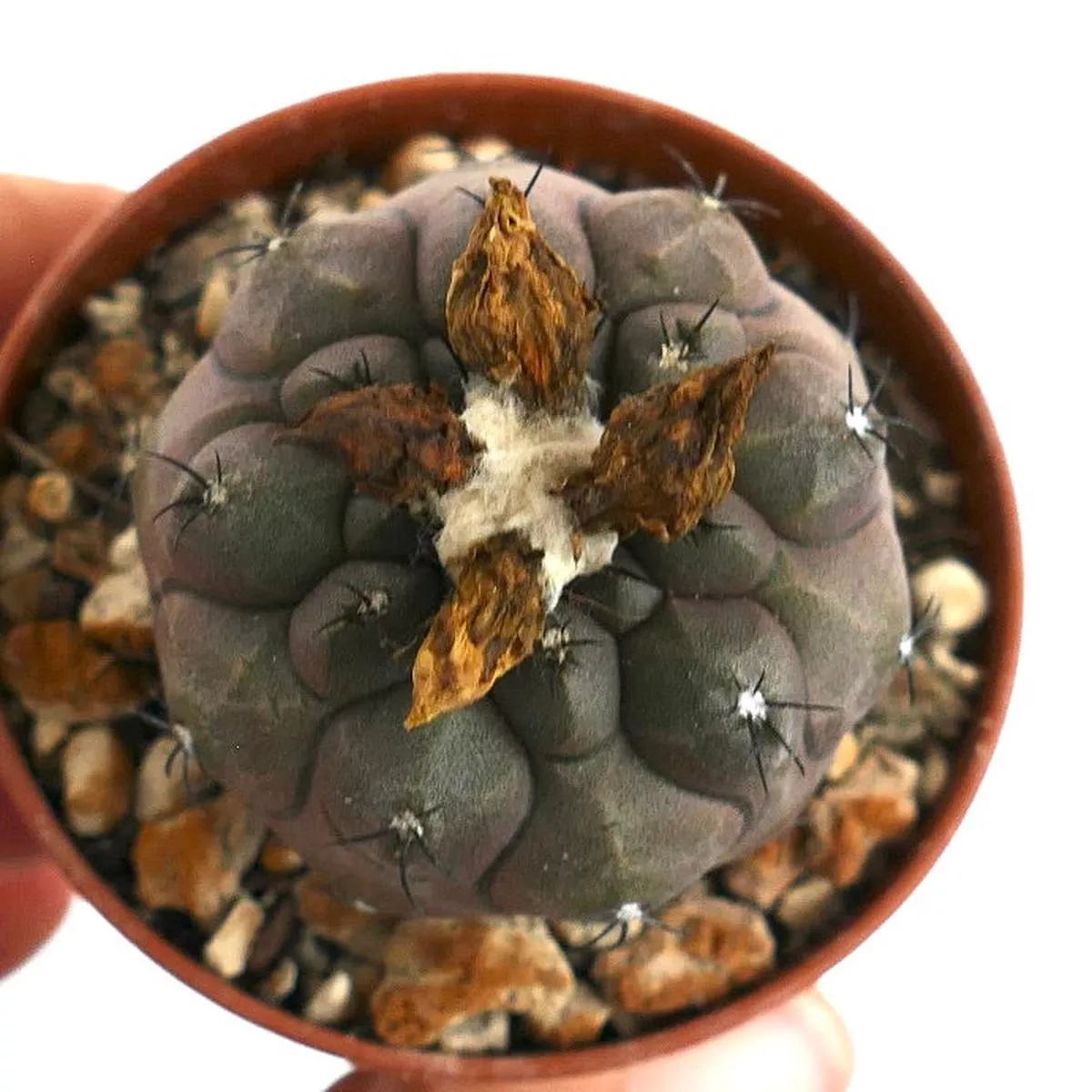 Copiapoa hypogaea SELECTED COLOUR & SPINES