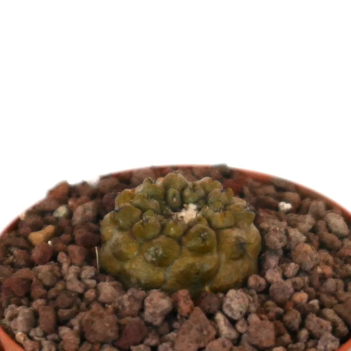 Copiapoa hypogaea SELECTED NOTARG