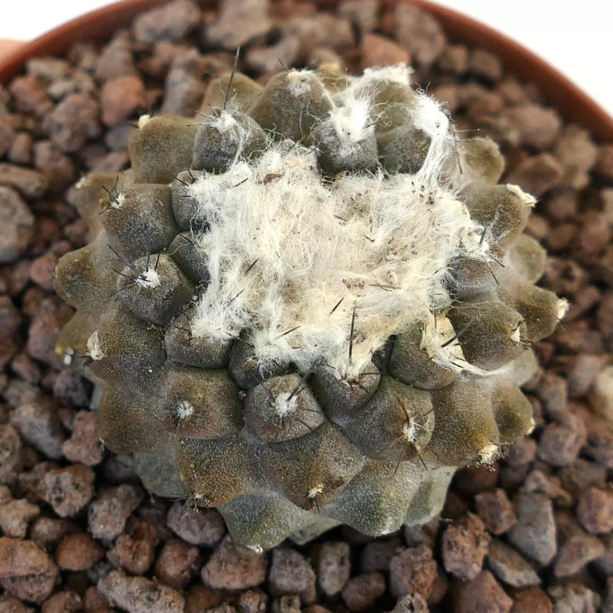 Copiapoa hypogaea SELECTED