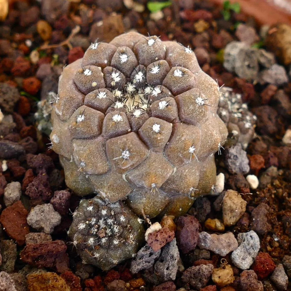 Copiapoa hypogaea SMALL CULSTER
