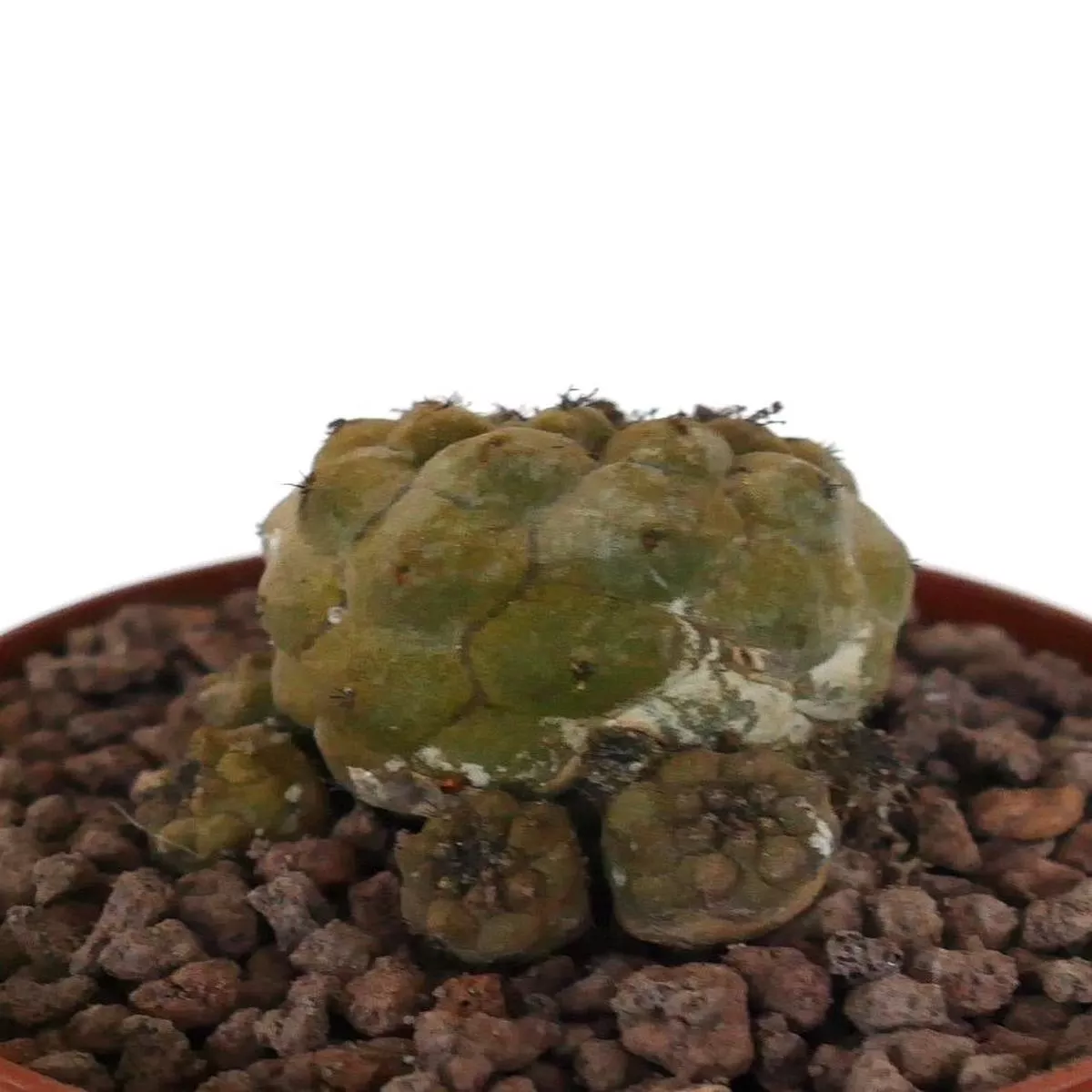 Copiapoa hypogaea SMALL MULTI-HEADS CLUSTER SELECTED