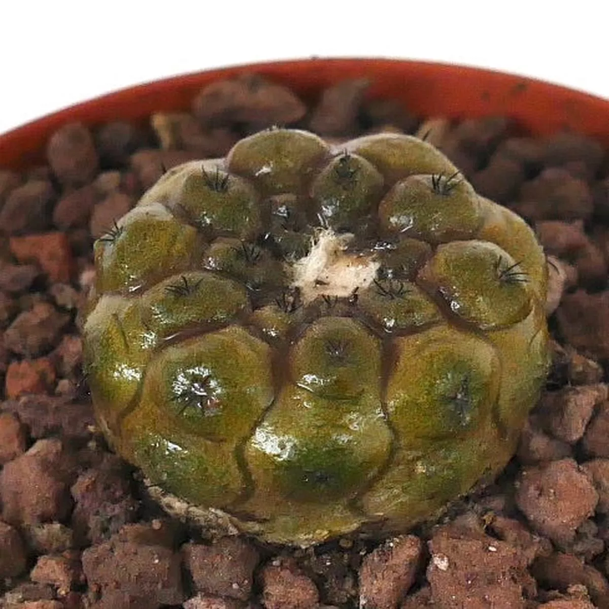 Copiapoa hypogaea UNUSUAL KIKKO RIBS