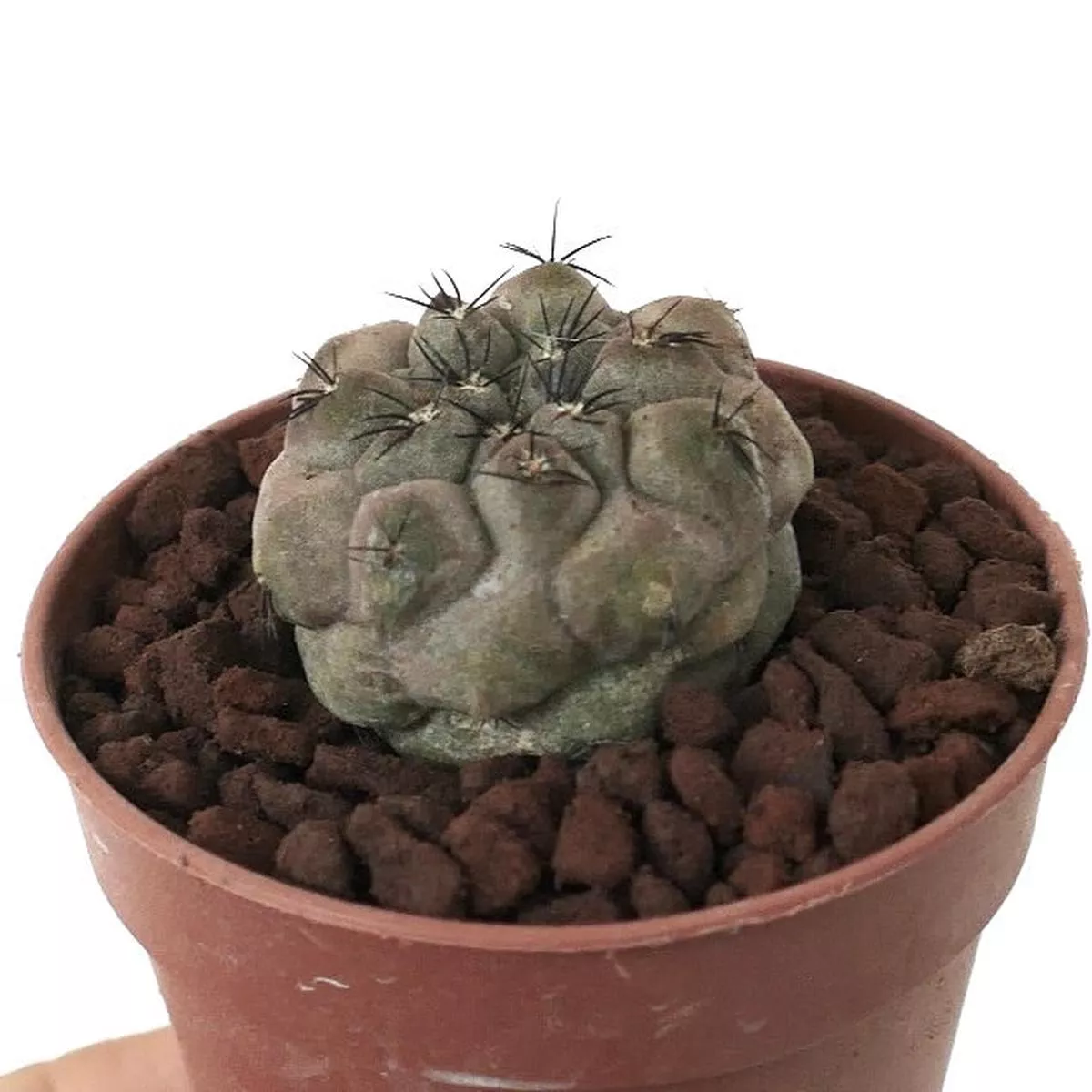 Copiapoa hypogaea x Copiapoa cinerea GREY