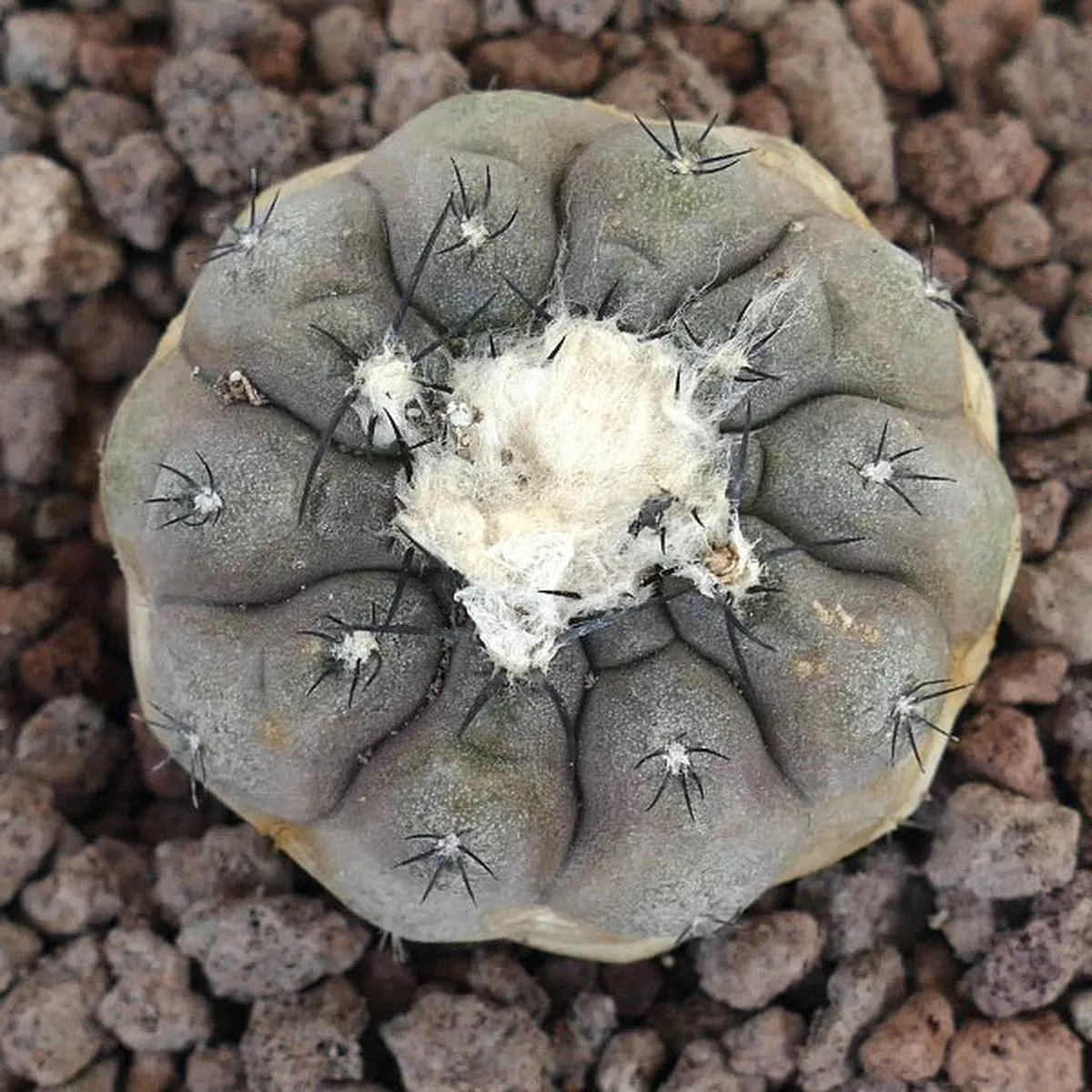 Copiapoa hypogaea X Copiapoa cinerea TATAL GREY