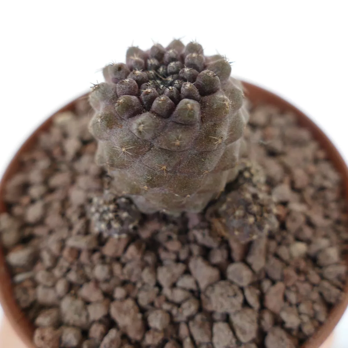 Copiapoa hypogaea x humilis SMALL CLUSTER