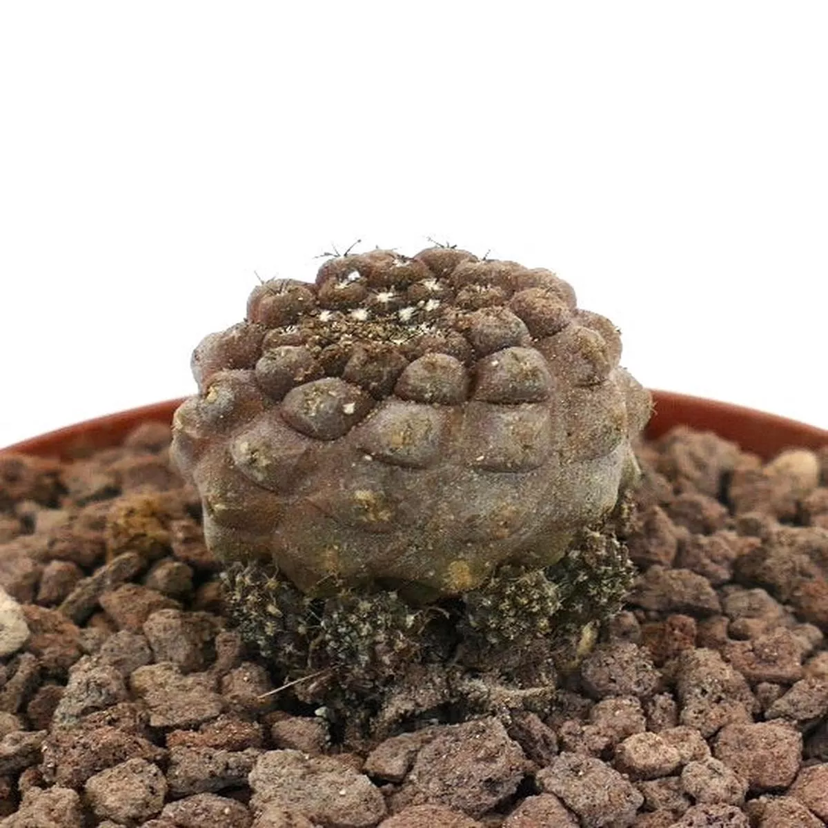 Copiapoa hypogaea x LIZARD SKIN (Small Multi-heads)