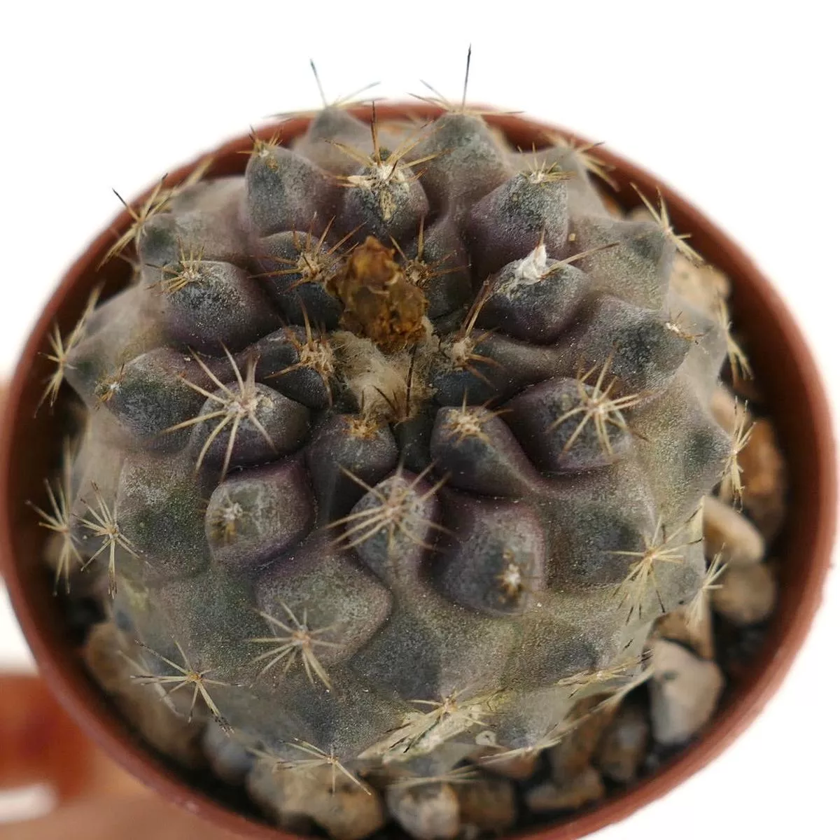 Copiapoa hypogaea x tenuissima RM11