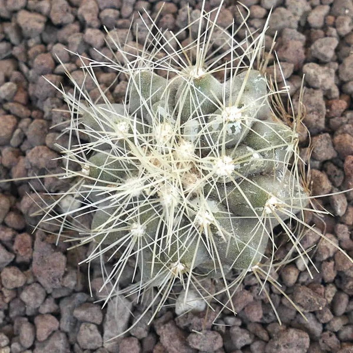 Copiapoa krainziana 4C0