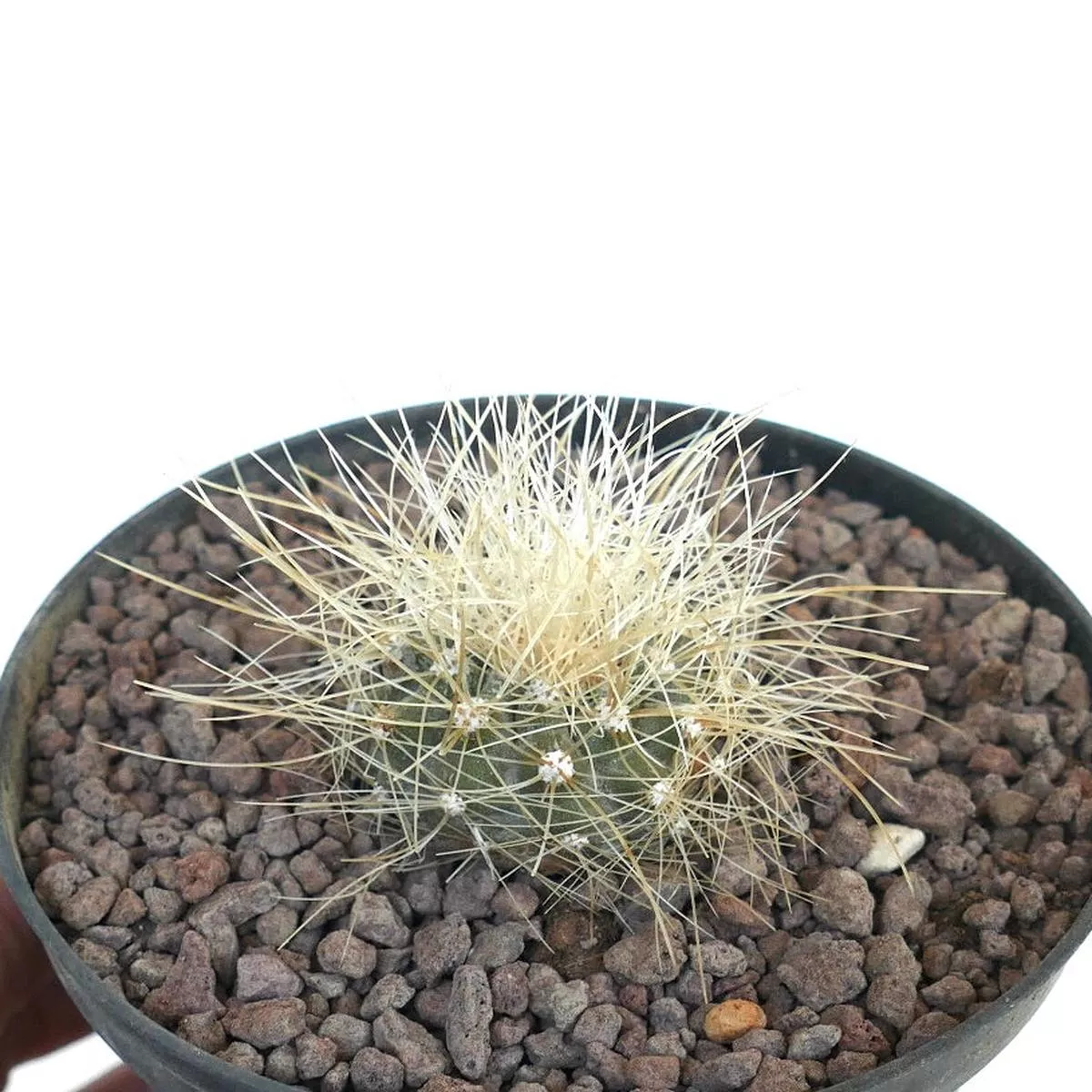 Copiapoa krainziana 8QN