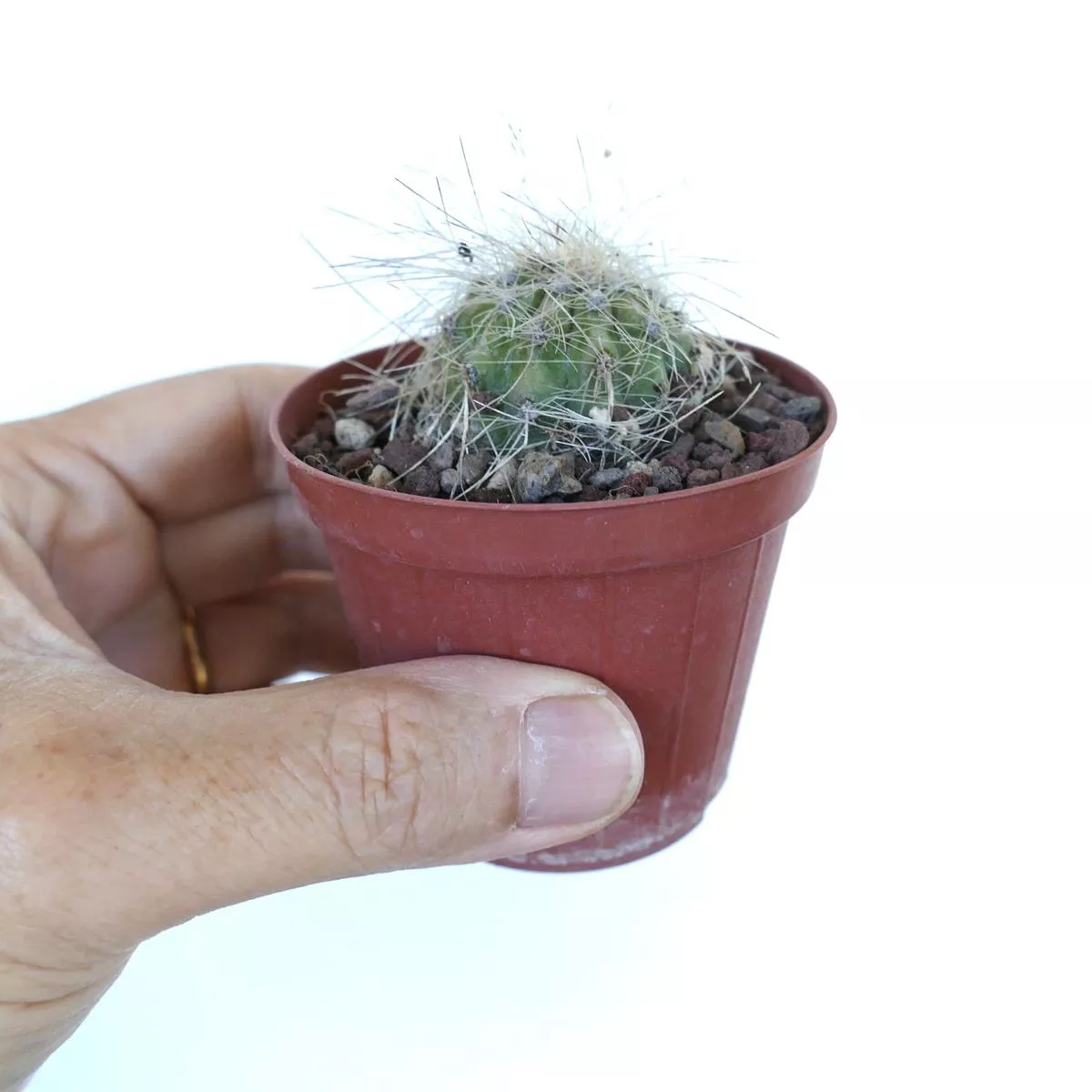 Copiapoa krainziana A48