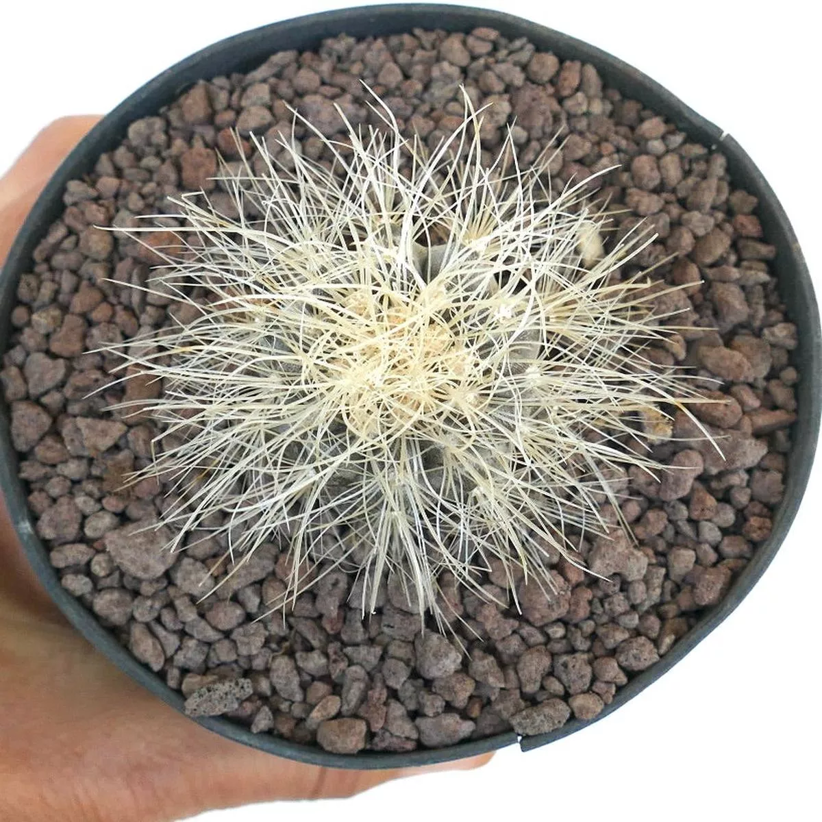 Copiapoa krainziana A90