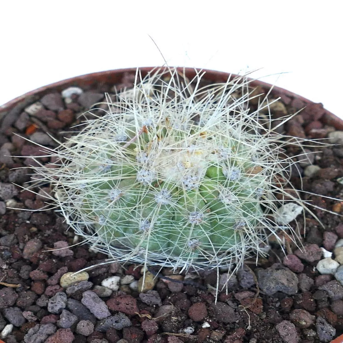 Copiapoa krainziana BIG7