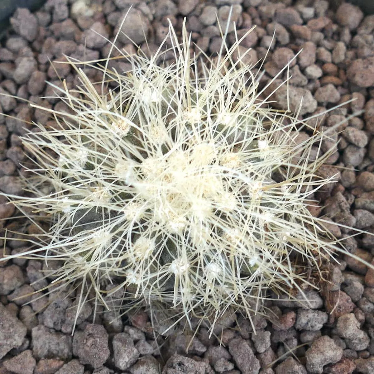 Copiapoa krainziana C356