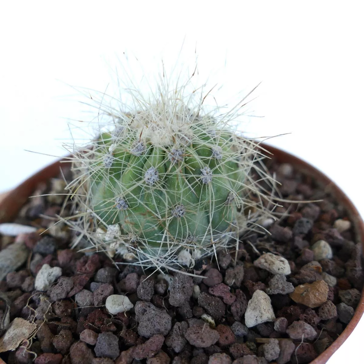 Copiapoa krainziana EA392