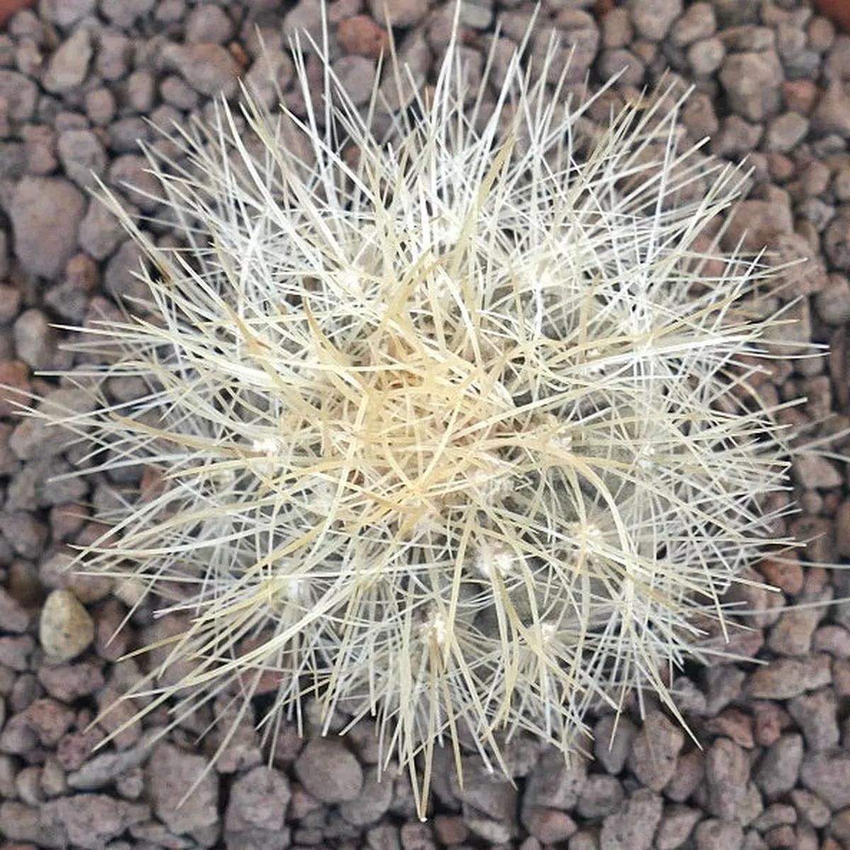 Copiapoa krainziana FF1