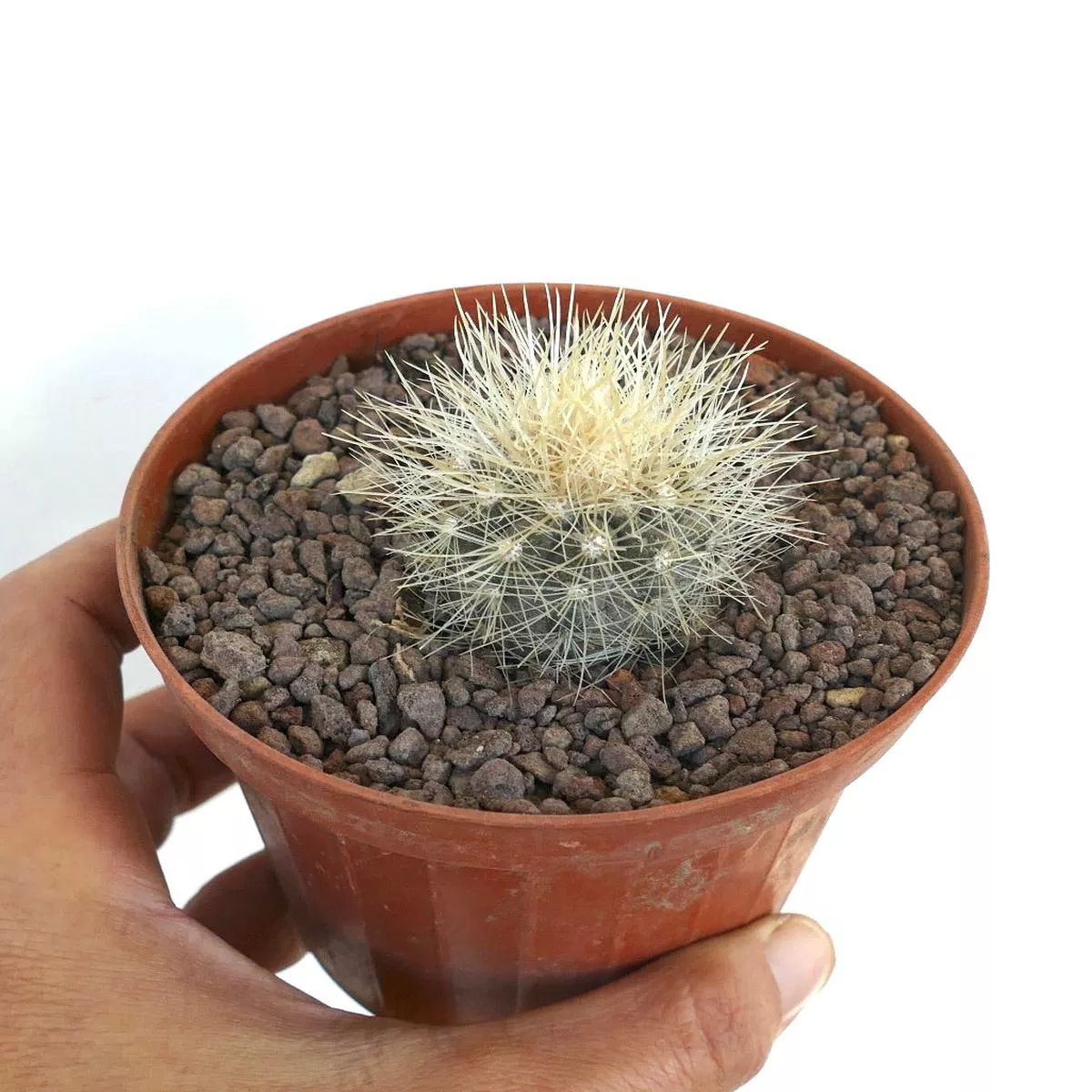 Copiapoa krainziana FT63
